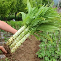 萵筍種籽四季南方蔬菜種孑萵苣種子春季青筍菜籽種菜子種大全農家