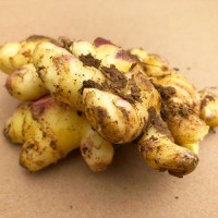 現挖現發云南小黃姜10斤生姜新鮮蔬菜包郵批發月子姜嫩姜老姜土姜