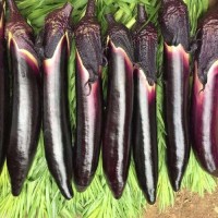 壽光蔬菜種子黑貴人長茄蔬菜種孑種籽春季秋冬四季種籽茄子苗苗秧