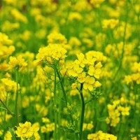 老品種油菜籽油菜種子觀賞彩色油菜花種子榨油油菜籽北方耐寒種籽