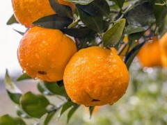 2021四川花卉（果類）生態旅游節暨丹棱不知火桔橙（桃花）節 屆不知火種植技術大比武精彩亮相